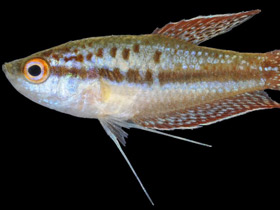 Фото Карликовый гурами