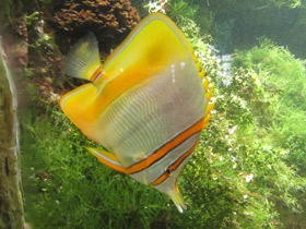 Смотреть фото Австралийская рыба-пинцет Фото Австралийская рыба-пинцет