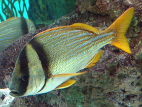 Рыба-ворчун виргинская