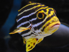 Смотреть фото Полосатый гатерин Фото Полосатый гатерин