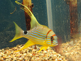 Фото Парусный луциан