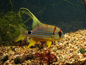 Фото Парусный луциан