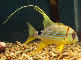 Фото Парусный луциан