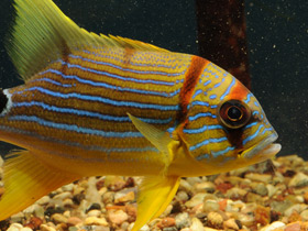 Фото Парусный луциан