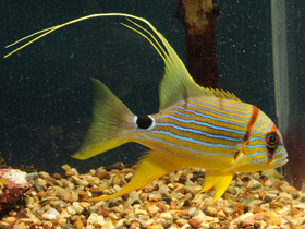 Фото Парусный луциан