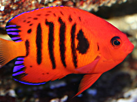 Фото Огненный центропиг