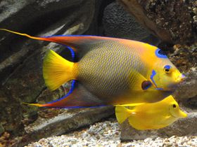 Ангел-королева