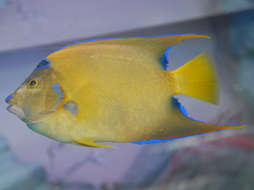 Ангел-королева