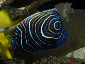 Фото Императорский ангел