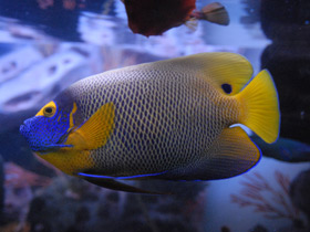 Смотреть фото Синеголовый ангел Фото Синеголовый ангел