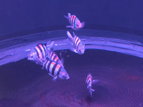 Фото Обыкновенный абудефдуф