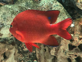 Смотреть фото Гарибальдия Фото Гарибальдия