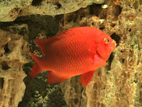 Смотреть фото Гарибальдия Фото Гарибальдия