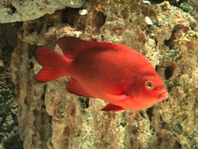 Смотреть фото Гарибальдия Фото Гарибальдия