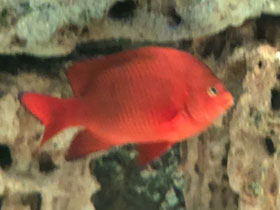 Смотреть фото Гарибальдия Фото Гарибальдия