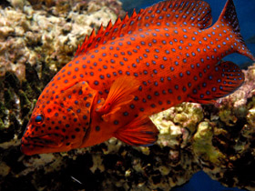 Смотреть фото Красный групер Фото Красный групер