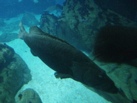 Фото Индоокеанский малоглазый групер