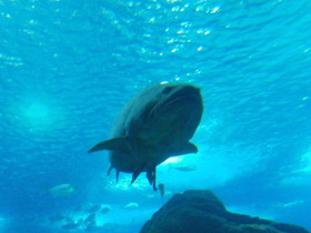 Фото Индоокеанский малоглазый групер