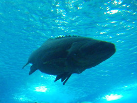 Фото Индоокеанский малоглазый групер