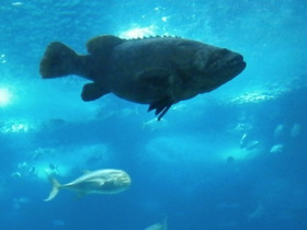 Фото Индоокеанский малоглазый групер