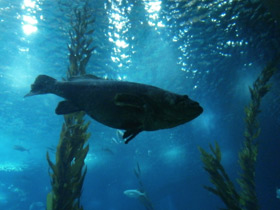 Фото Индоокеанский малоглазый групер