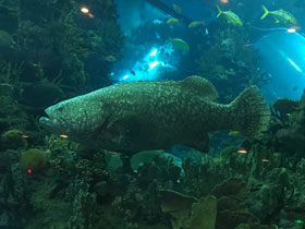 Смотреть фото Малабарский групер Фото Малабарский групер