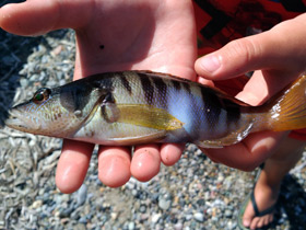 Фото Каменный окунь