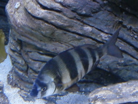 Фото Полосатый морской лещ