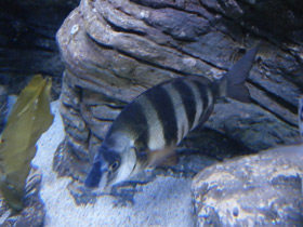 Фото Зубарь