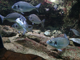 Фото Белый сарг