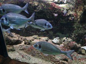 Фото Белый сарг