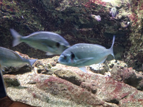 Фото Белый сарг