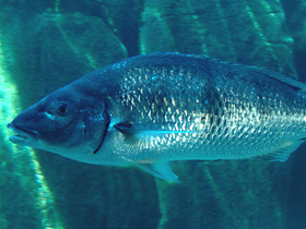 Фото Lithognathus lithognathus