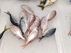 Фото Красный паггел