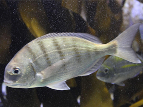 Фото Rhabdosargus globiceps