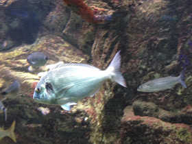 Фото Сальпа