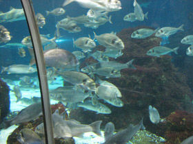 Фото Дорада