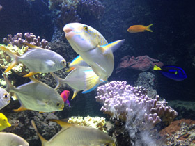 Фото Жёлточешуйный попугай