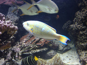 Фото Жёлточешуйный попугай