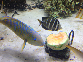 Фото Жёлточешуйный попугай