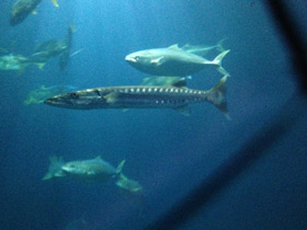 Смотреть фото Большая барракуда Фото Большая барракуда