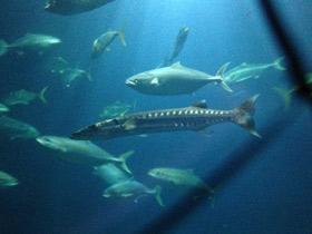 Смотреть фото Большая барракуда Фото Большая барракуда