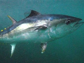 Смотреть фото Австралийский тунец Фото Австралийский тунец