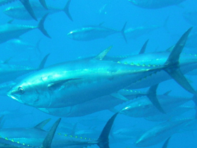 Смотреть фото Обыкновенный тунец Фото Обыкновенный тунец