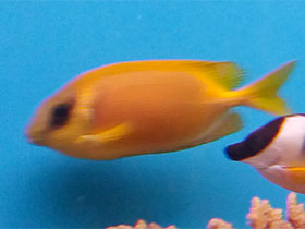 Смотреть фото Коралловый сиган Фото Коралловый сиган