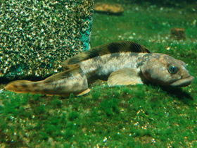 Европейская бельдюга