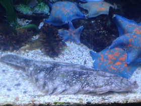 Фото Темная полярная камбала