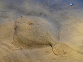 Смотреть фото Рыба тюрбо Фото Рыба тюрбо