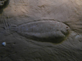 Смотреть фото Европейская солея Фото Европейская солея