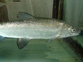 Фото Обыкновенный сиг